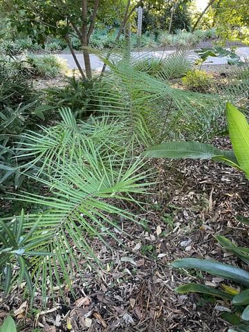 Ceratozamia vovidesii