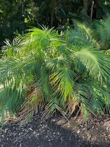 Ceratozamia mexicana