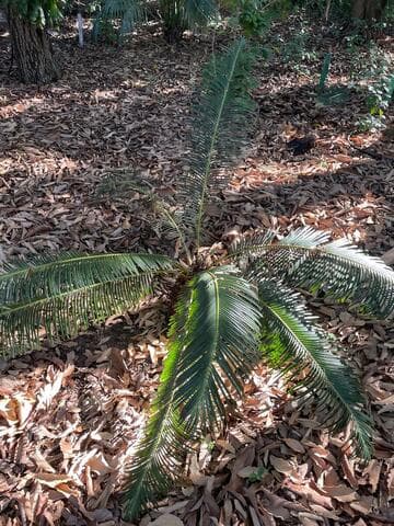 Cycas panzhihuaensis