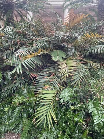Ceratozamia mexicana