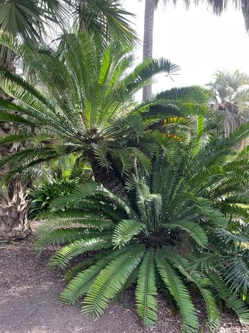 Encephalartos altensteinii