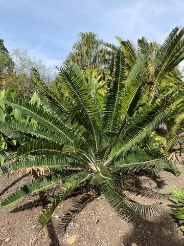 Encephalartos senticosus