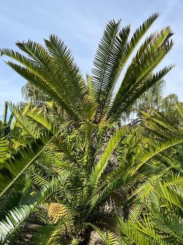 Encephalartos senticosus