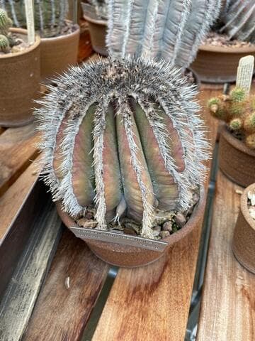 Uebelmannia pectinifera