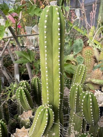 Browningia altissima