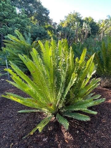 Encephalartos senticosus