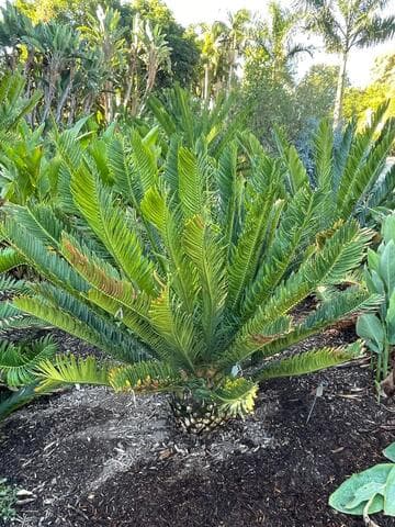 Encephalartos senticosus