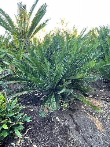 Encephalartos senticosus