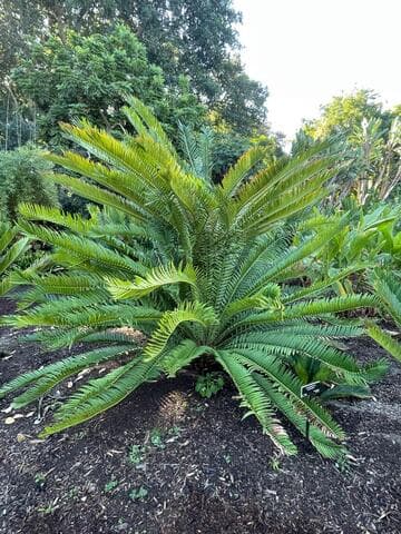 Encephalartos senticosus