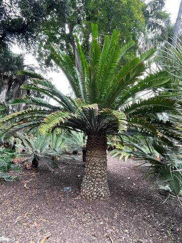 Encephalartos altensteinii