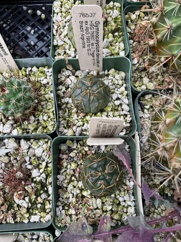 Gymnocalycium denudatum