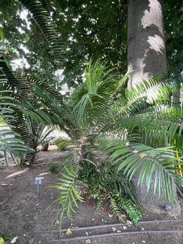 Encephalartos gratus