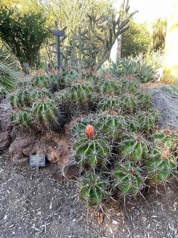 Ferocactus robustus