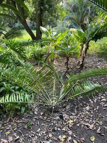 Encephalartos manikensis
