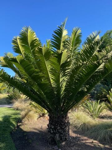 Encephalartos kisambo
