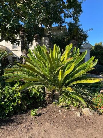Encephalartos lebomboensis