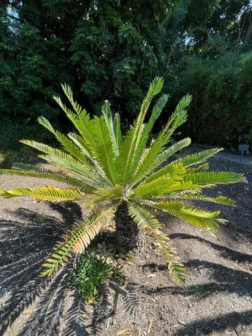 Encephalartos concinnus