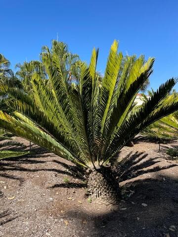 Encephalartos lebomboensis