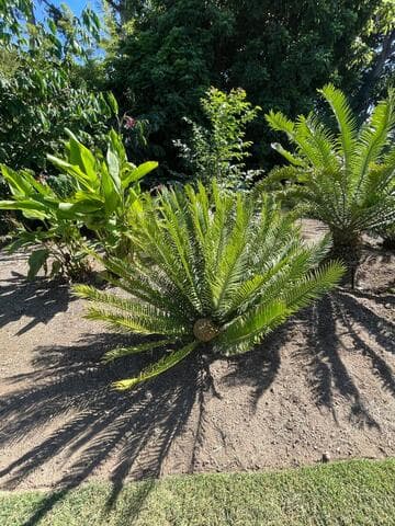 Encephalartos lebomboensis