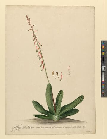 Aloe Africana, Flore Rubro