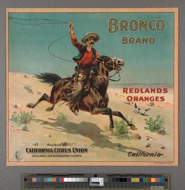 Bronco Brand