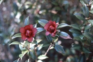 Camellia 'Night Rider'