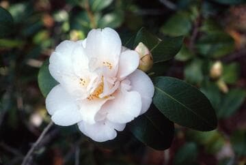 Camellia japonica 'Moonlight Sonata'