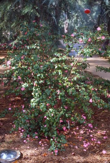 Camellia 'Koto-no-kaori' (Perfume of Ancient Capitol)