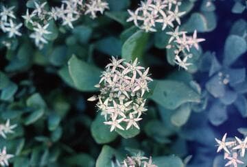 Crassula arborescens ssp. undulatifolia