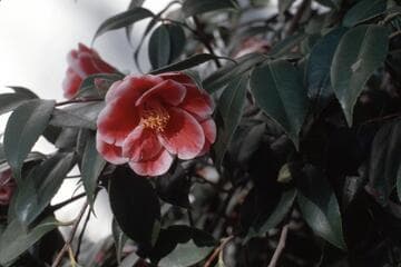 Camellia japonica 'Tama Peacock'