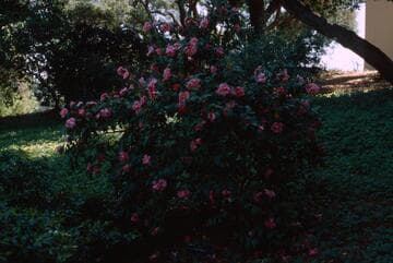 Camellia japonica 'Tiny Bell'