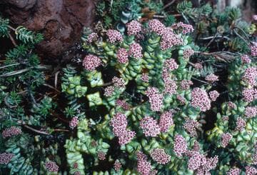 Crassula rupestris ssp. rupestris