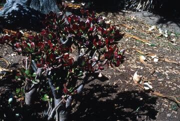 Crassula ovata 'Ruby Jade'