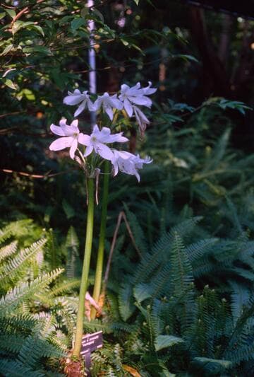 Crinum x powellii 'Variegata'