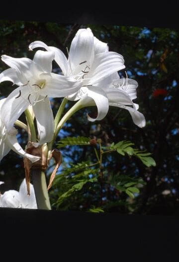 Crinum 'Mayan Moon'