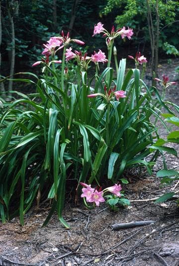 Crinum 'Emma Jones'