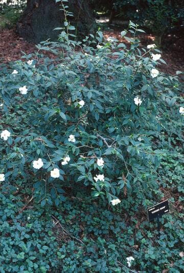 Camellia 'Cornish Snow'