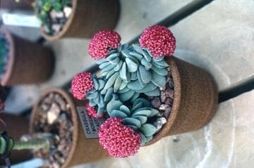 Crassula 'Morgan's Beauty'