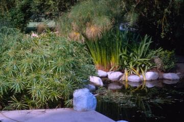 Cyperus alternifolius