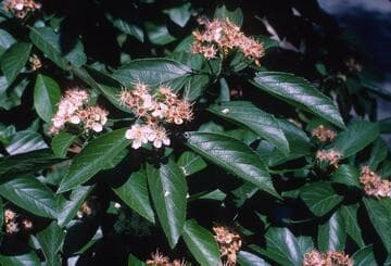 Crataegus arnoldiana