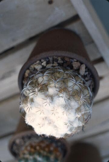 Coryphantha elephantidens ssp. bumamma