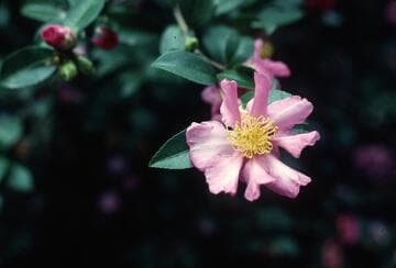 Camellia sasanqua 'Shichifukujin' (7 Gods of Good Fortune)