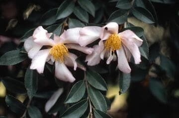 Camellia sasanqua 'September Song'