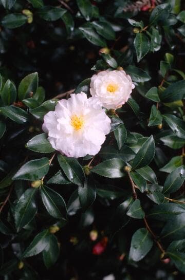 Camellia sasanqua 'Leslie Ann'