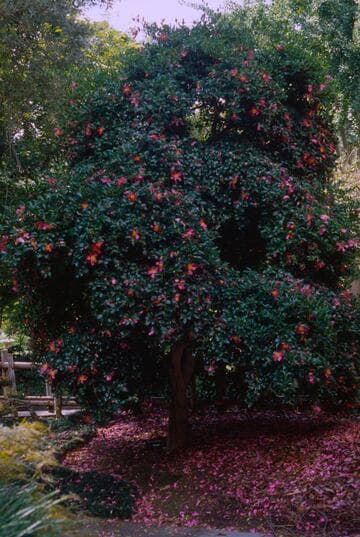 Camellia sasanqua 'Tanya'