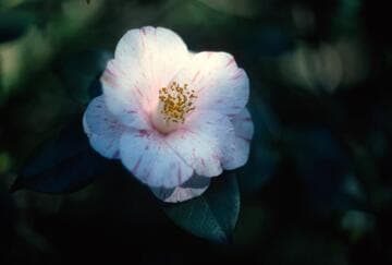 Camellia japonica 'Sarasa (Sawada)'
