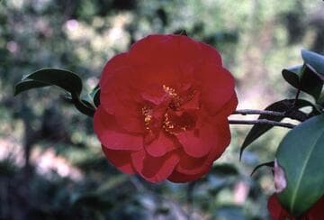 Camellia japonica 'Warrior'
