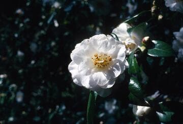 Camellia japonica 'White King'