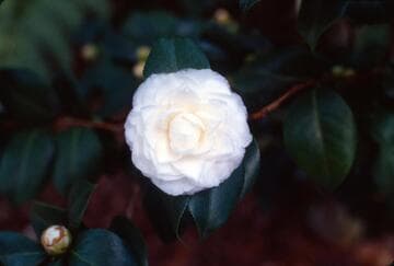 Camellia japonica 'White Perfection'