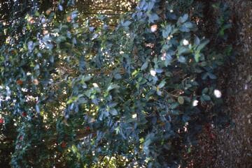 Camellia japonica 'Kona'